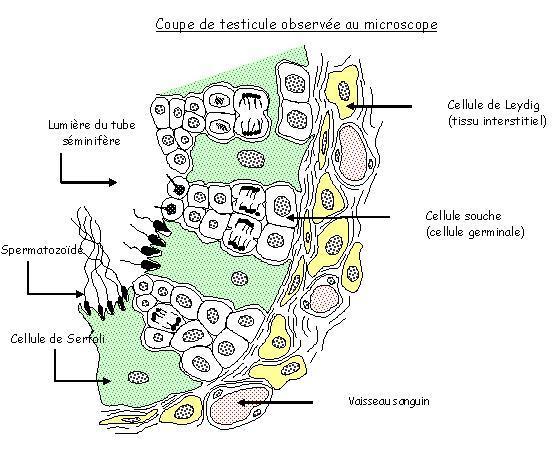 Coupe de testicule